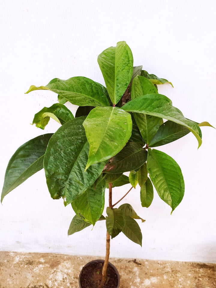 Malay apple- Fruit Plants & Tree - Premium Fruit Plants & Tree from Plantparadise - Just $1100.0! Shop now at Plantparadise