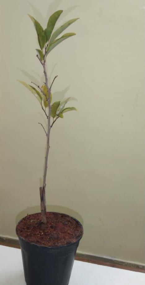 Custard Apple Red(Grafted) - Fruit Plants & Tree - Premium Fruit Plants & Tree from Plantparadise - Just $600.0! Shop now at Plantparadise