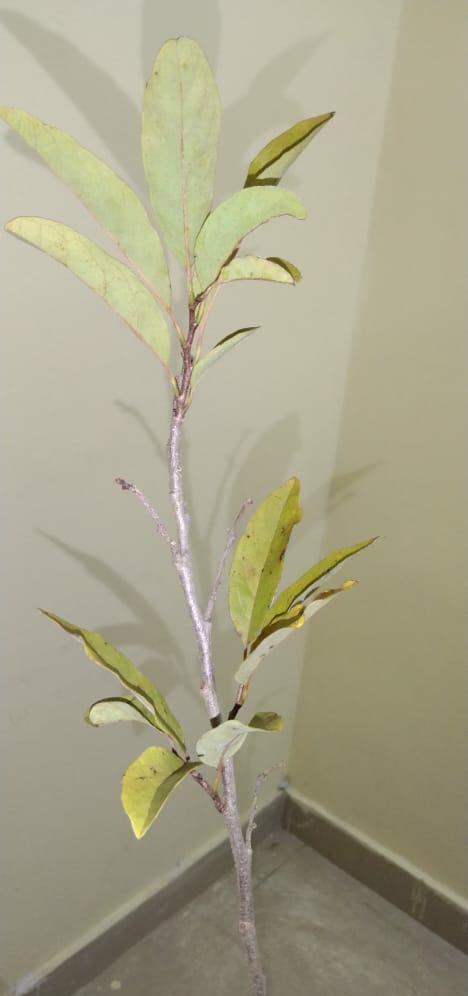 Custard Apple Red(Grafted) - Fruit Plants & Tree - Premium Fruit Plants & Tree from Plantparadise - Just $600.0! Shop now at Plantparadise