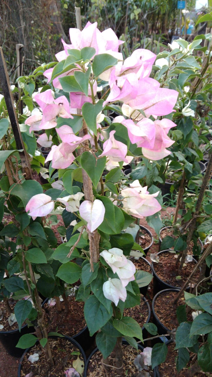 Bougainvillea Pink And White - Creepers & Climbers - Premium Creepers & Climbers from Plantparadise - Just $349.0! Shop now at Plantparadise