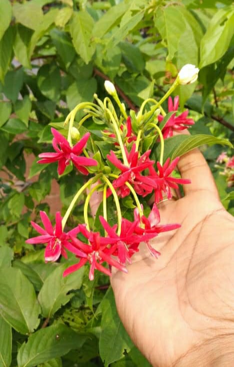 Rangoon Creeper Double - Creepers & Climbers - Premium Creepers & Climbers from Plantparadise - Just $399.00! Shop now at Plantparadise