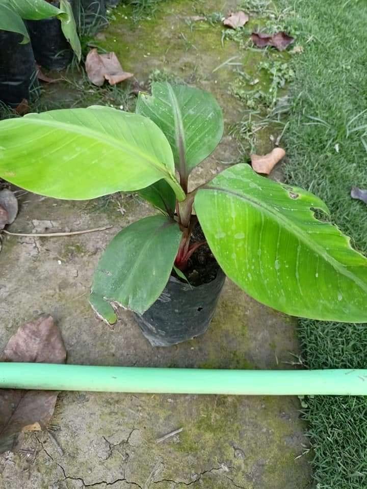 Red Banana Cavendish Banana Plant - Premium Fruit Plants & Tree from Plantparadise - Just $699.0! Shop now at Plantparadise