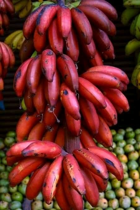 Red Banana Cavendish Banana Plant - Premium Fruit Plants & Tree from Plantparadise - Just $699.0! Shop now at Plantparadise