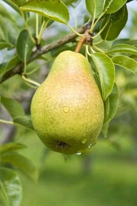 Grafted Healthy Pear Plants - Premium Fruit Plants from Plantparadise - Just $479.0! Shop now at Plantparadise