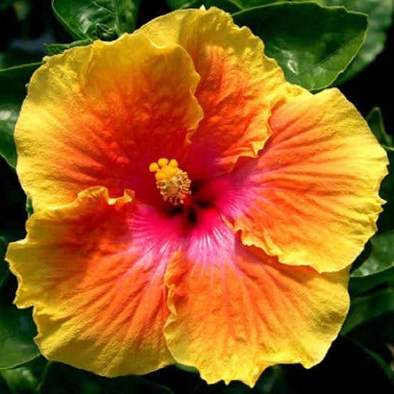 American Hibiscus Plants - Premium Hibiscus Flower Plants from Plantparadise - Just $349.0! Shop now at Plantparadise