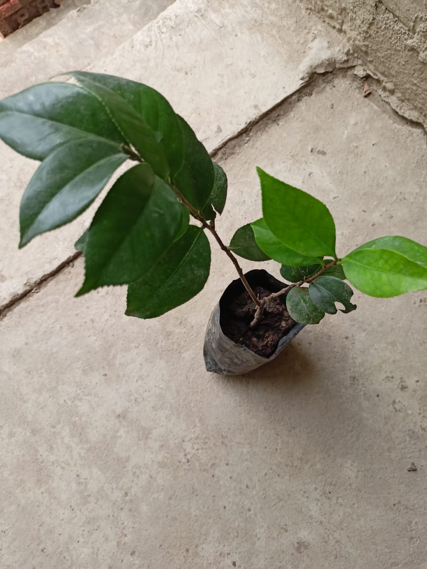 Camelia Flower plant ( white color) - Premium Flowering Plants from Plantparadise - Just $399.00! Shop now at Plantparadise