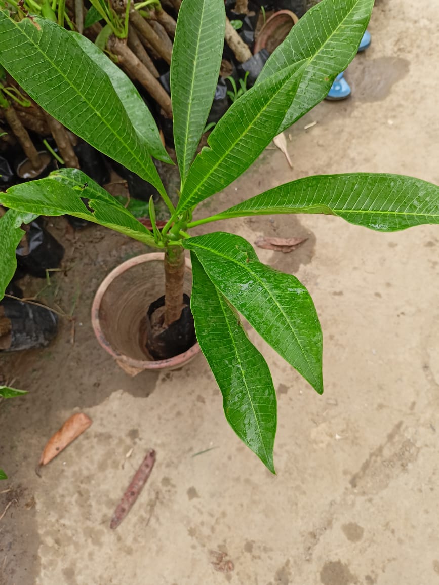 Plumeria, Champa Flower plant - Premium Flowering Shrubs from Plantparadise - Just $399.0! Shop now at Plantparadise