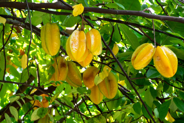 Thai Star Fruit Plant Grafted - Premium Fruit Plants from Plantparadise - Just $549.00! Shop now at Plantparadise