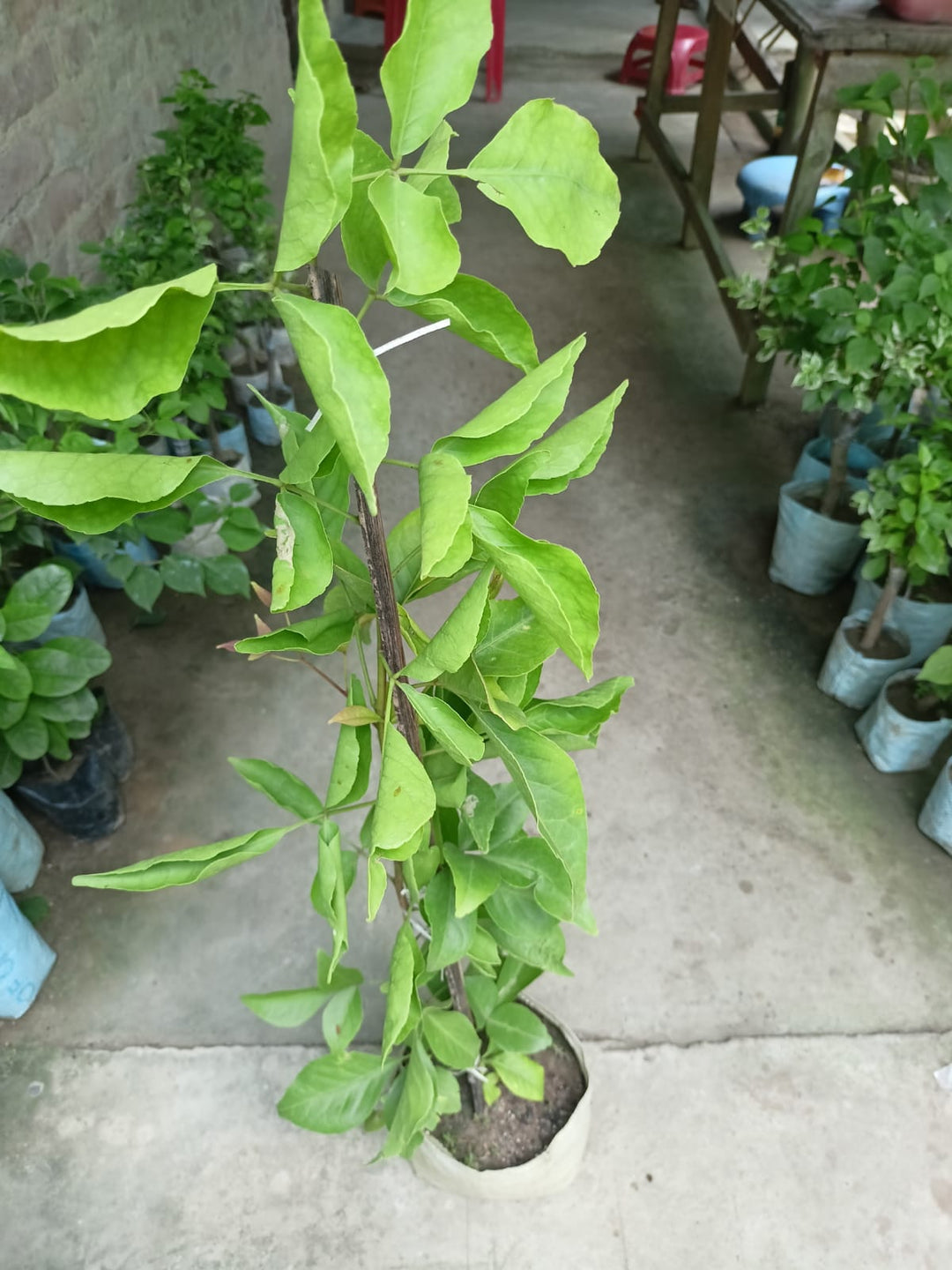 Thai Wood Apple (Bael) Grafted - Premium Fruit Plants & Tree from Plantparadise - Just $899.00! Shop now at Plantparadise