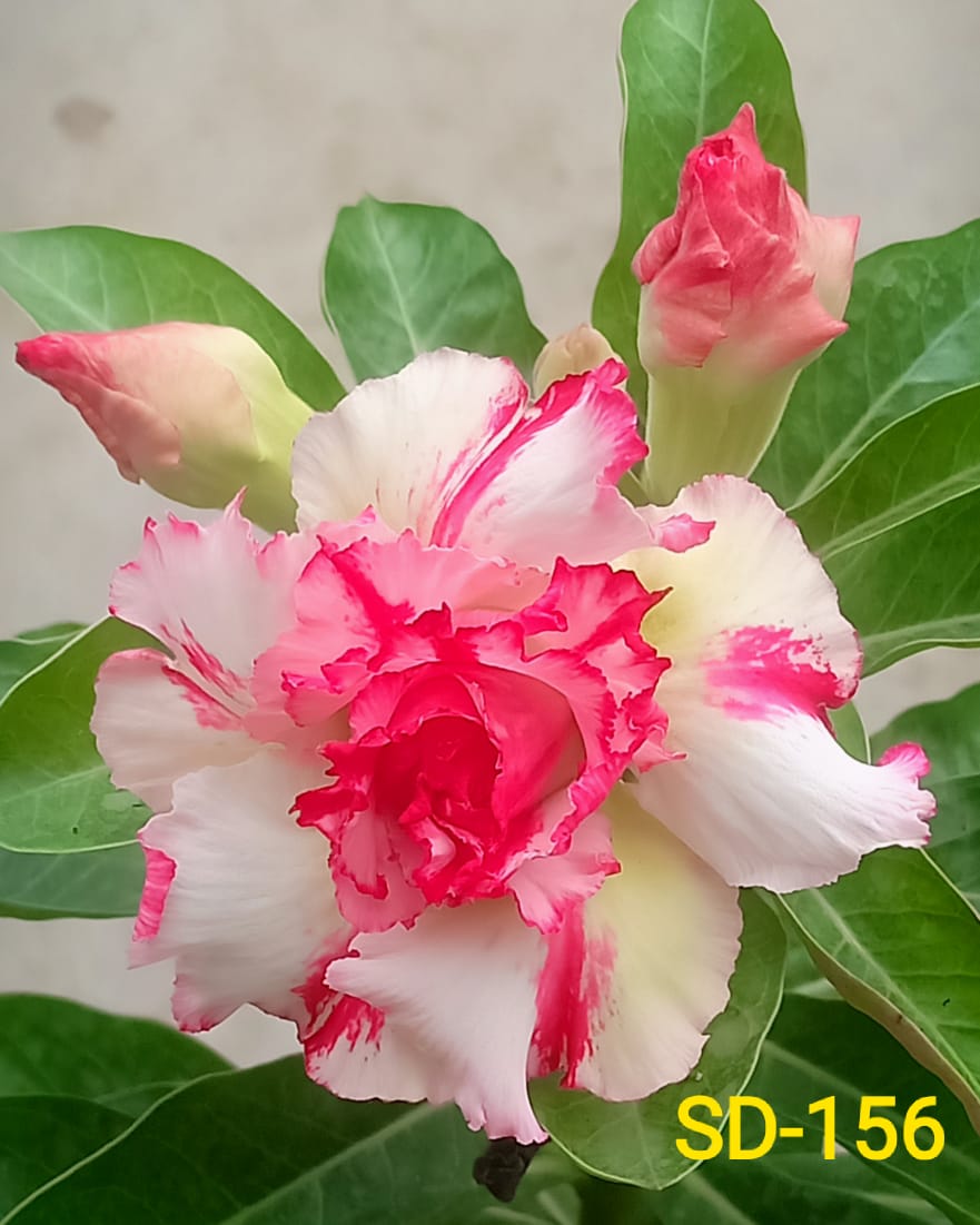Adenium Rosy Variety|Buy Adenium Rosy Flower Plant Online|Best Place to Buy Adenium Rosy Variety - Premium Succulent Plants from Plantparadise - Just $359! Shop now at Plantparadise