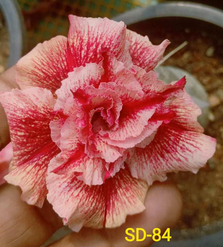 Adenium Rosy Variety|Buy Adenium Rosy Flower Plant Online|Best Place to Buy Adenium Rosy Variety - Premium Succulent Plants from Plantparadise - Just $359! Shop now at Plantparadise