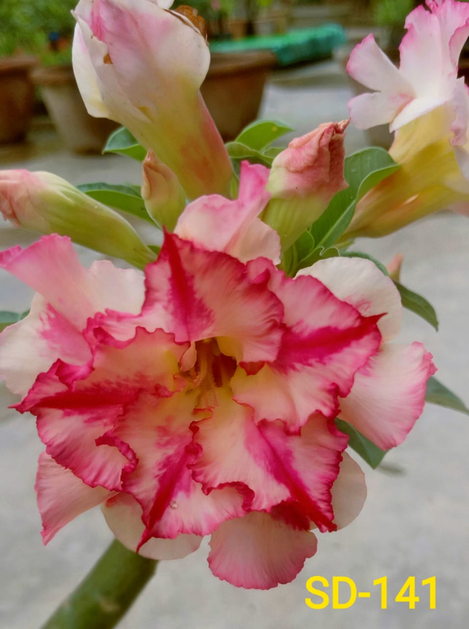 Adenium Rosy Variety|Buy Adenium Rosy Flower Plant Online|Best Place to Buy Adenium Rosy Variety - Premium Succulent Plants from Plantparadise - Just $359! Shop now at Plantparadise
