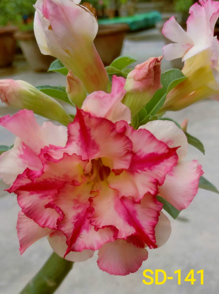 Adenium Rosy Variety|Buy Adenium Rosy Flower Plant Online|Best Place to Buy Adenium Rosy Variety - Premium Succulent Plants from Plantparadise - Just $359! Shop now at Plantparadise
