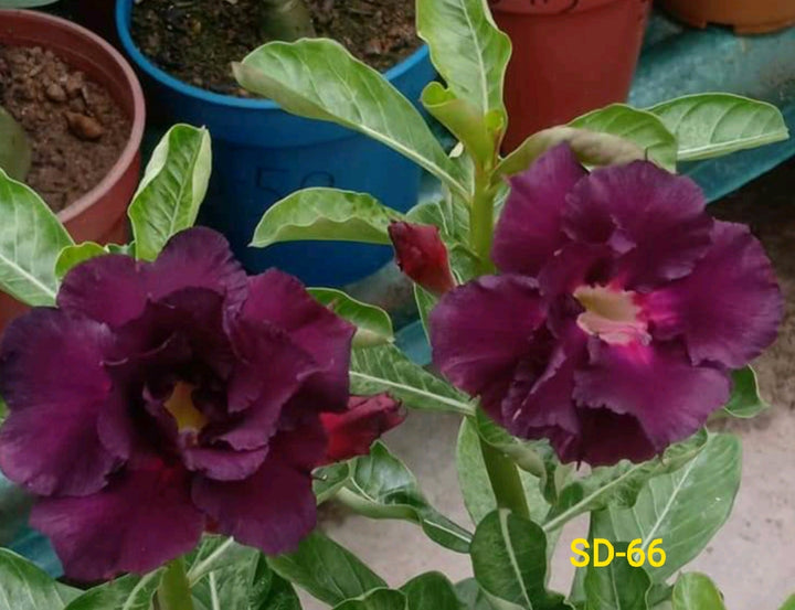 Adenium Rosy Variety|Buy Adenium Rosy Flower Plant Online|Best Place to Buy Adenium Rosy Variety - Premium Succulent Plants from Plantparadise - Just $359! Shop now at Plantparadise
