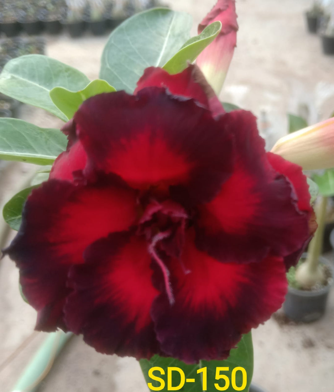 Adenium Rosy Variety|Buy Adenium Rosy Flower Plant Online|Best Place to Buy Adenium Rosy Variety - Premium Succulent Plants from Plantparadise - Just $359! Shop now at Plantparadise