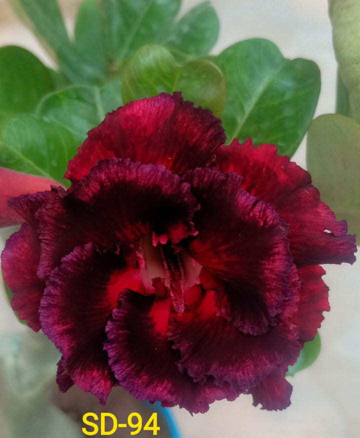 Adenium Rosy Variety|Buy Adenium Rosy Flower Plant Online|Best Place to Buy Adenium Rosy Variety - Premium Succulent Plants from Plantparadise - Just $359! Shop now at Plantparadise