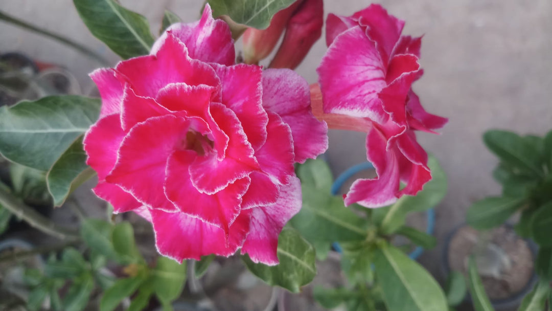 Adenium Rosy Variety|Buy Adenium Rosy Flower Plant Online|Best Place to Buy Adenium Rosy Variety - Premium Succulent Plants from Plantparadise - Just $359! Shop now at Plantparadise