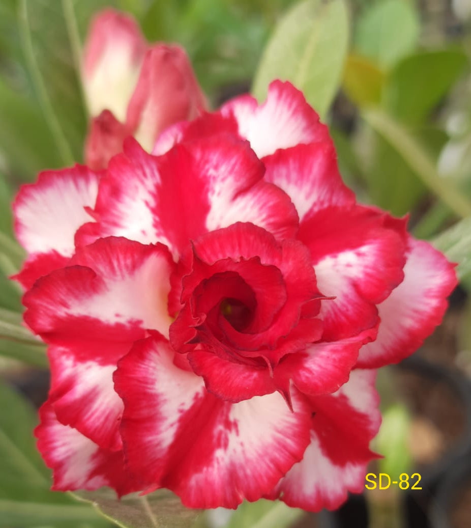 Adenium Rosy Variety|Buy Adenium Rosy Flower Plant Online|Best Place to Buy Adenium Rosy Variety - Premium Succulent Plants from Plantparadise - Just $359! Shop now at Plantparadise