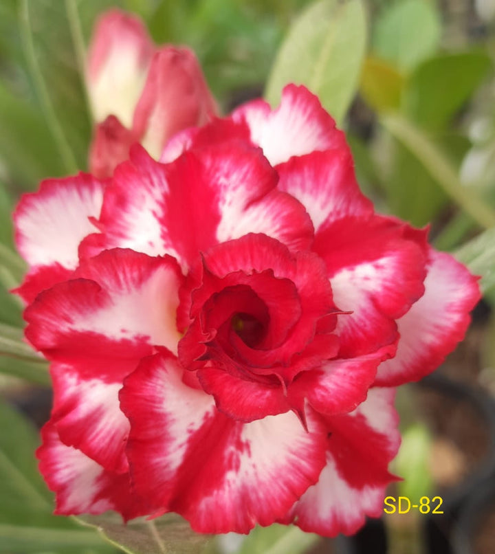 Adenium Rosy Variety|Buy Adenium Rosy Flower Plant Online|Best Place to Buy Adenium Rosy Variety - Premium Succulent Plants from Plantparadise - Just $359! Shop now at Plantparadise