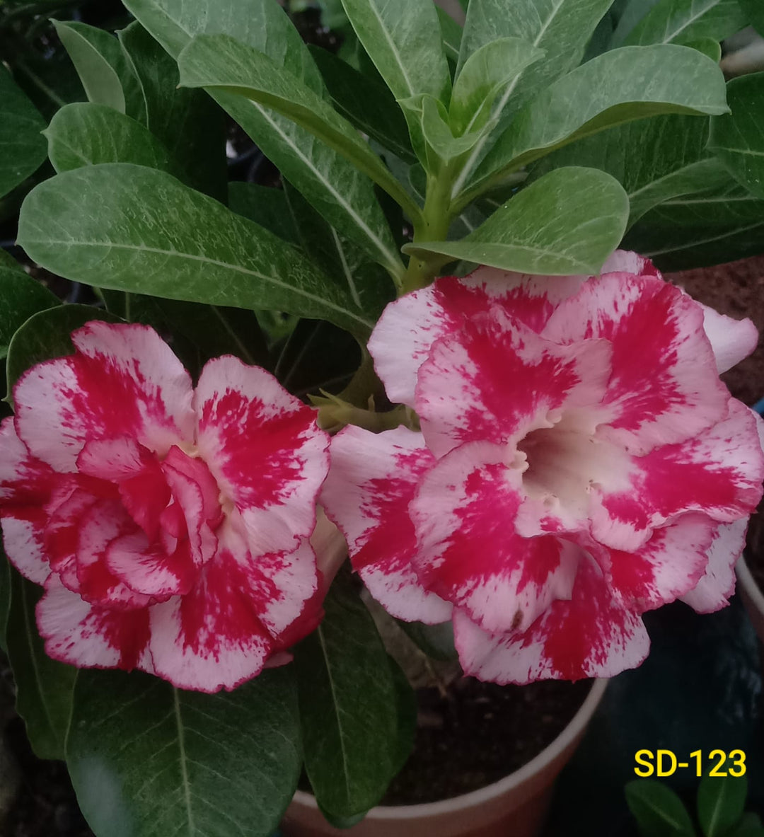 Adenium Rosy Variety|Buy Adenium Rosy Flower Plant Online|Best Place to Buy Adenium Rosy Variety - Premium Succulent Plants from Plantparadise - Just $359! Shop now at Plantparadise