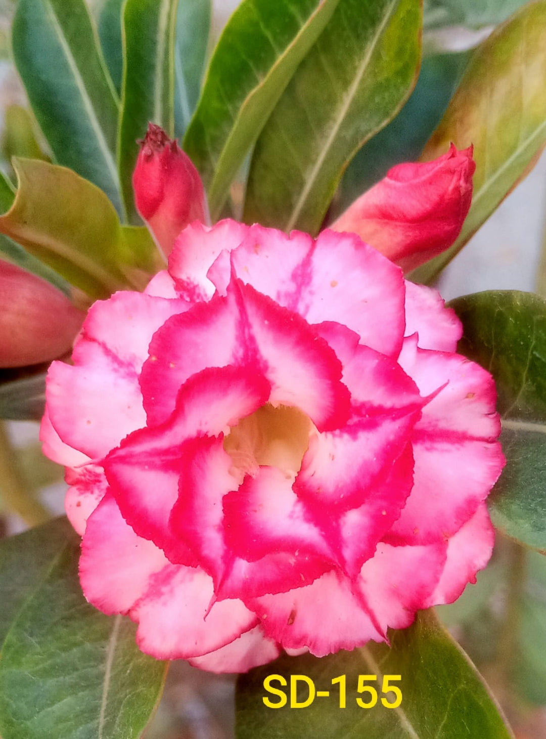 Adenium Rosy Variety|Buy Adenium Rosy Flower Plant Online|Best Place to Buy Adenium Rosy Variety - Premium Succulent Plants from Plantparadise - Just $359! Shop now at Plantparadise
