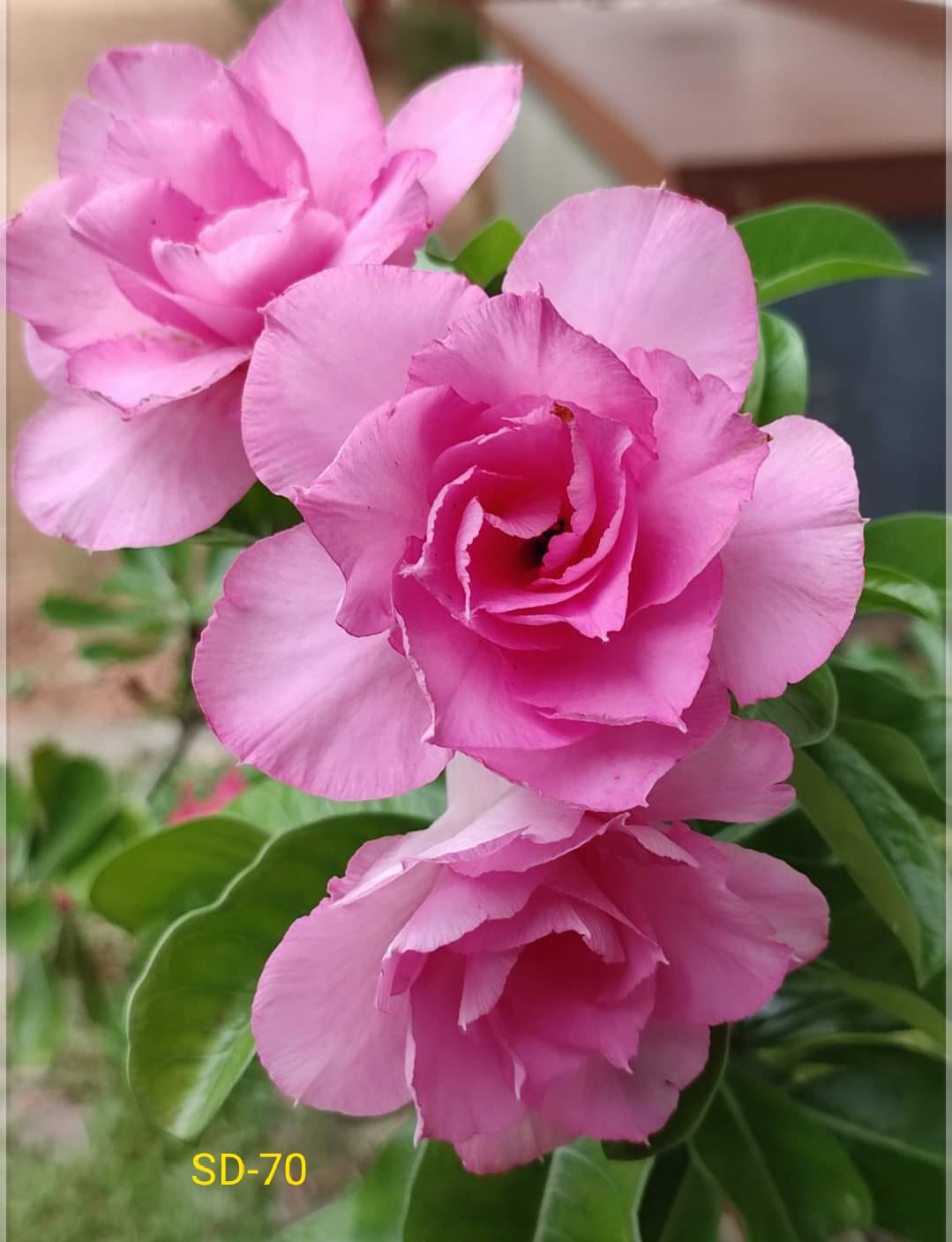 Adenium Rosy Variety|Buy Adenium Rosy Flower Plant Online|Best Place to Buy Adenium Rosy Variety - Premium Succulent Plants from Plantparadise - Just $359! Shop now at Plantparadise