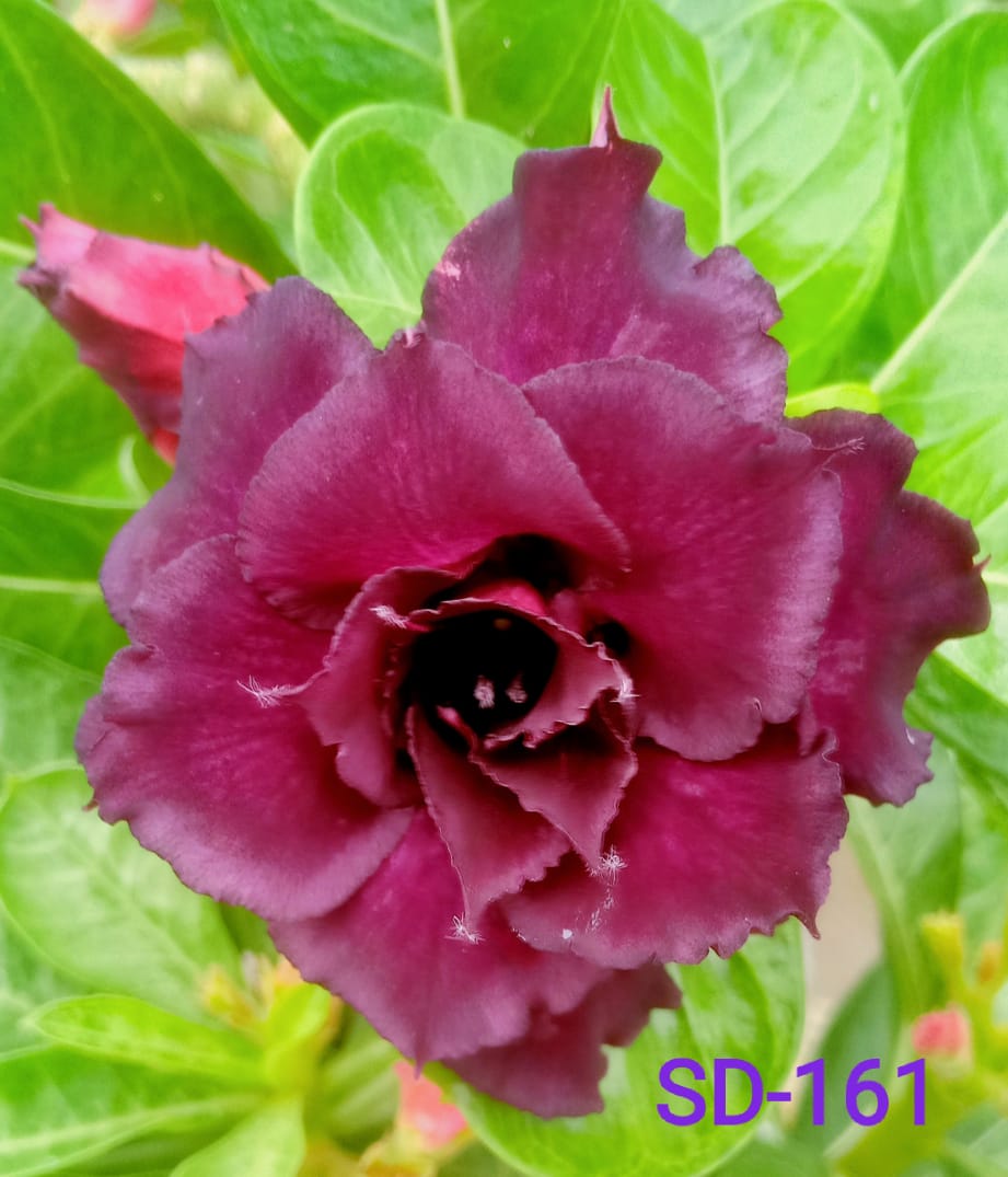 Adenium Rosy Variety|Buy Adenium Rosy Flower Plant Online|Best Place to Buy Adenium Rosy Variety - Premium Succulent Plants from Plantparadise - Just $359! Shop now at Plantparadise