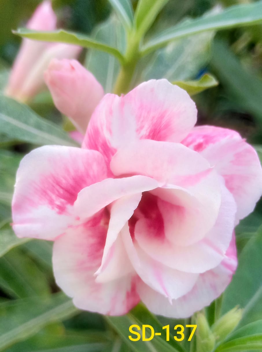 Adenium Rosy Variety|Buy Adenium Rosy Flower Plant Online|Best Place to Buy Adenium Rosy Variety - Premium Succulent Plants from Plantparadise - Just $359! Shop now at Plantparadise