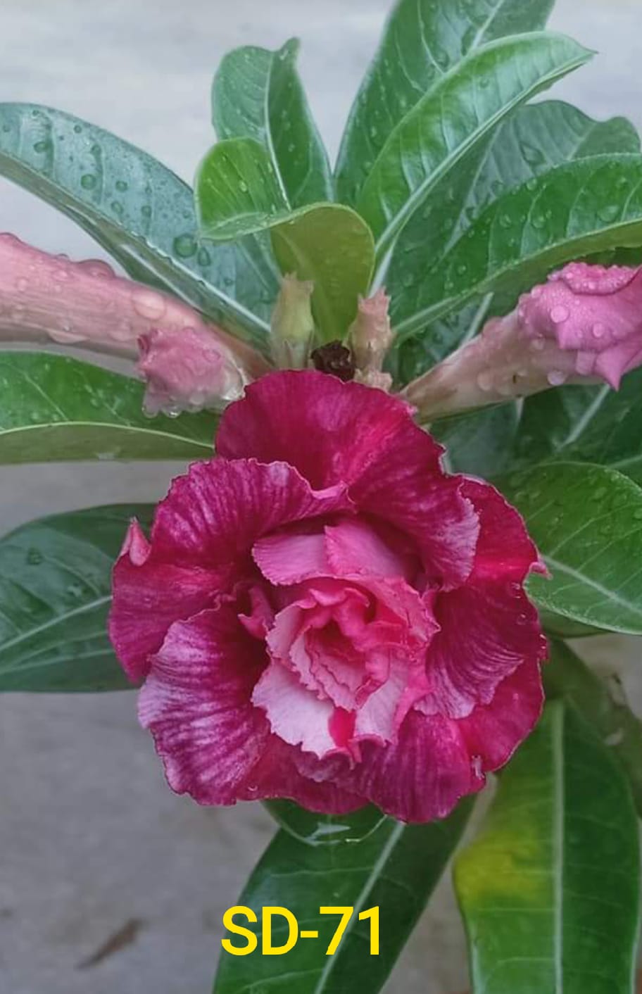 Adenium Rosy Variety|Buy Adenium Rosy Flower Plant Online|Best Place to Buy Adenium Rosy Variety - Premium Succulent Plants from Plantparadise - Just $359! Shop now at Plantparadise