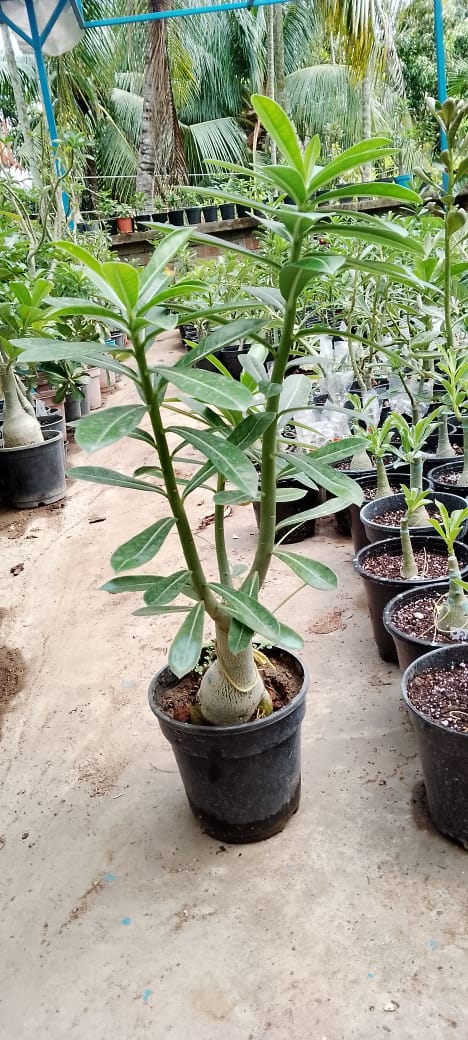 Adenium Rosy Variety|Buy Adenium Rosy Flower Plant Online|Best Place to Buy Adenium Rosy Variety - Premium Succulent Plants from Plantparadise - Just $359! Shop now at Plantparadise