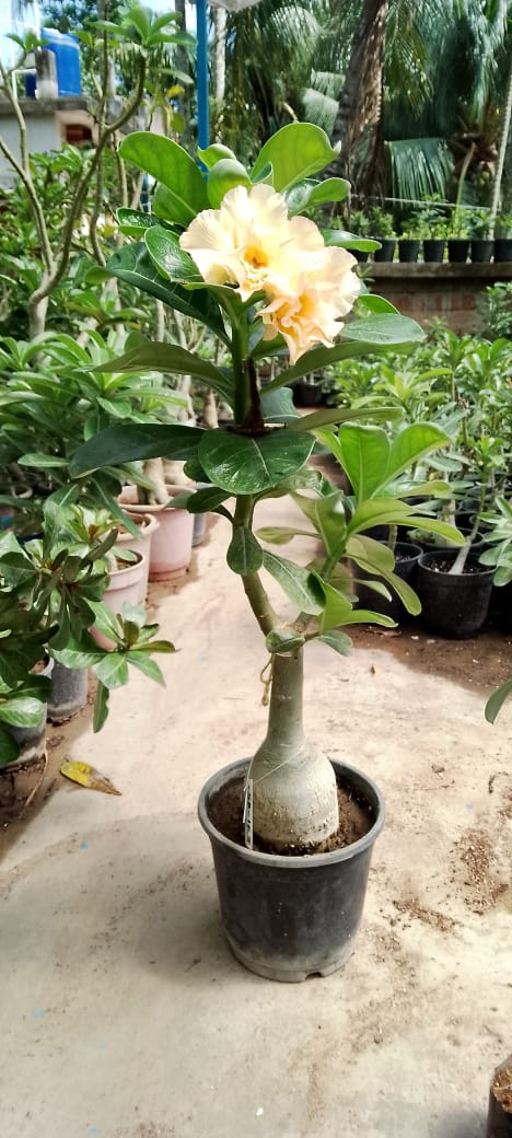 Adenium Rosy Variety|Buy Adenium Rosy Flower Plant Online|Best Place to Buy Adenium Rosy Variety - Premium Succulent Plants from Plantparadise - Just $359! Shop now at Plantparadise