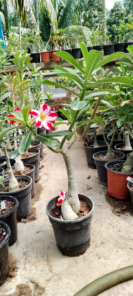 Adenium Rosy Variety|Buy Adenium Rosy Flower Plant Online|Best Place to Buy Adenium Rosy Variety - Premium Succulent Plants from Plantparadise - Just $359! Shop now at Plantparadise