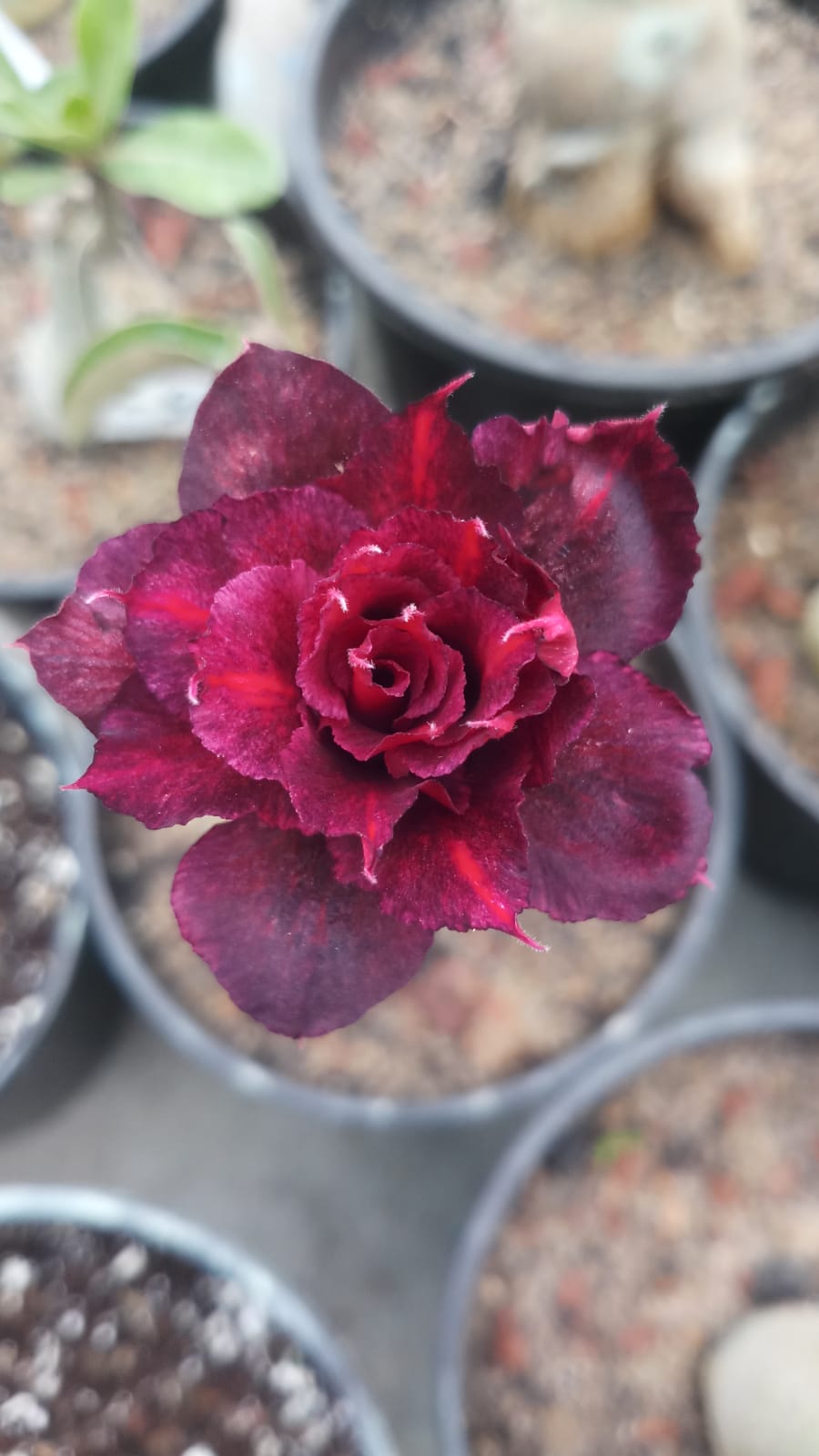 Adenium Rosy Variety|Buy Adenium Rosy Flower Plant Online|Best Place to Buy Adenium Rosy Variety - Premium Succulent Plants from Plantparadise - Just $359! Shop now at Plantparadise