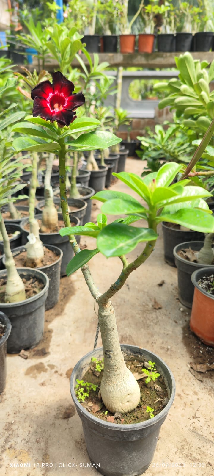 Adenium Rosy Variety|Buy Adenium Rosy Flower Plant Online|Best Place to Buy Adenium Rosy Variety - Premium Succulent Plants from Plantparadise - Just $359! Shop now at Plantparadise