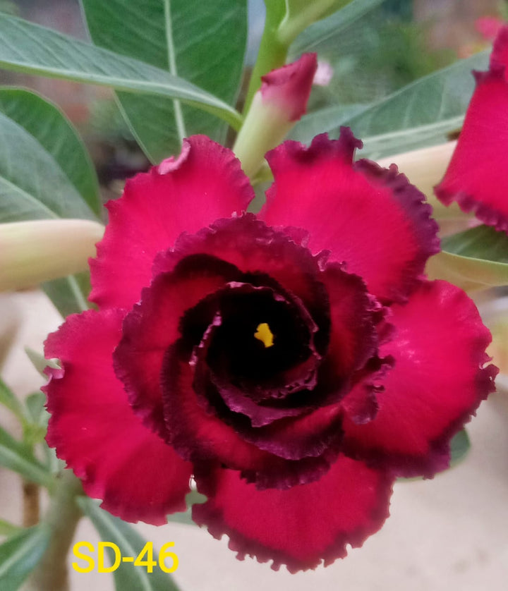 Adenium Rosy Variety|Buy Adenium Rosy Flower Plant Online|Best Place to Buy Adenium Rosy Variety - Premium Succulent Plants from Plantparadise - Just $359! Shop now at Plantparadise