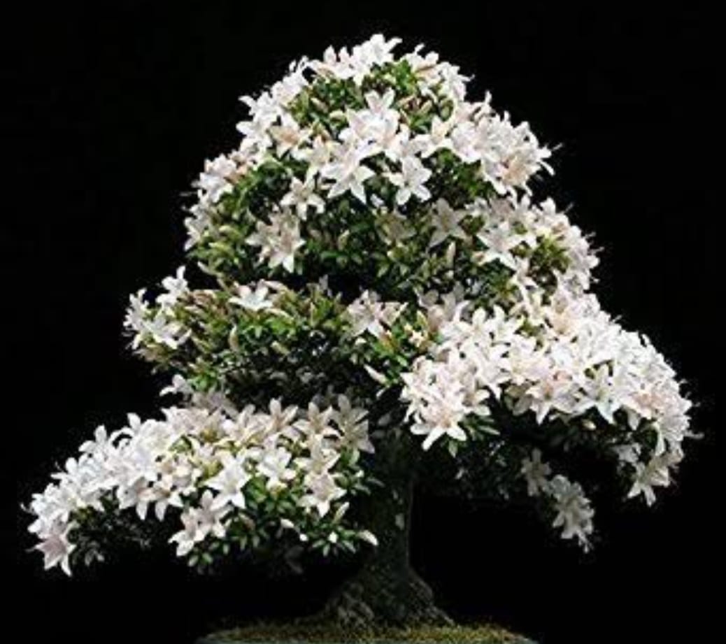jasmine bonsai tree for sale Water Jasmine Plant | Buy Healthy Plants Online