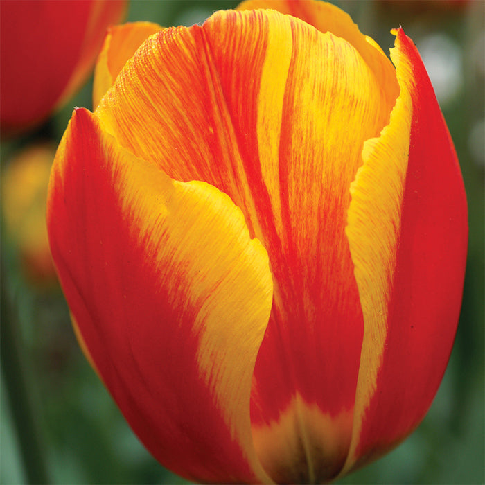Tulip Flower Bulb Combo Pack| Buy online Tulip Combo Pack | Pack for 5 Pcs - Premium Flowering Bulb from Plantparadise - Just $495! Shop now at Plantparadise