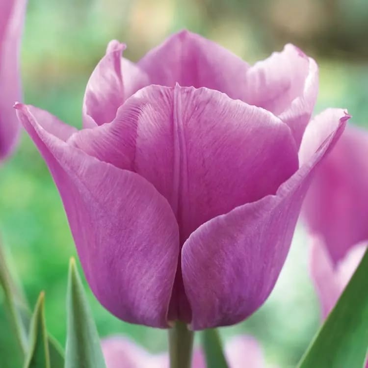 Tulip Flower Bulb Combo Pack| Buy online Tulip Combo Pack | Pack for 5 Pcs - Premium Flowering Bulb from Plantparadise - Just $495! Shop now at Plantparadise