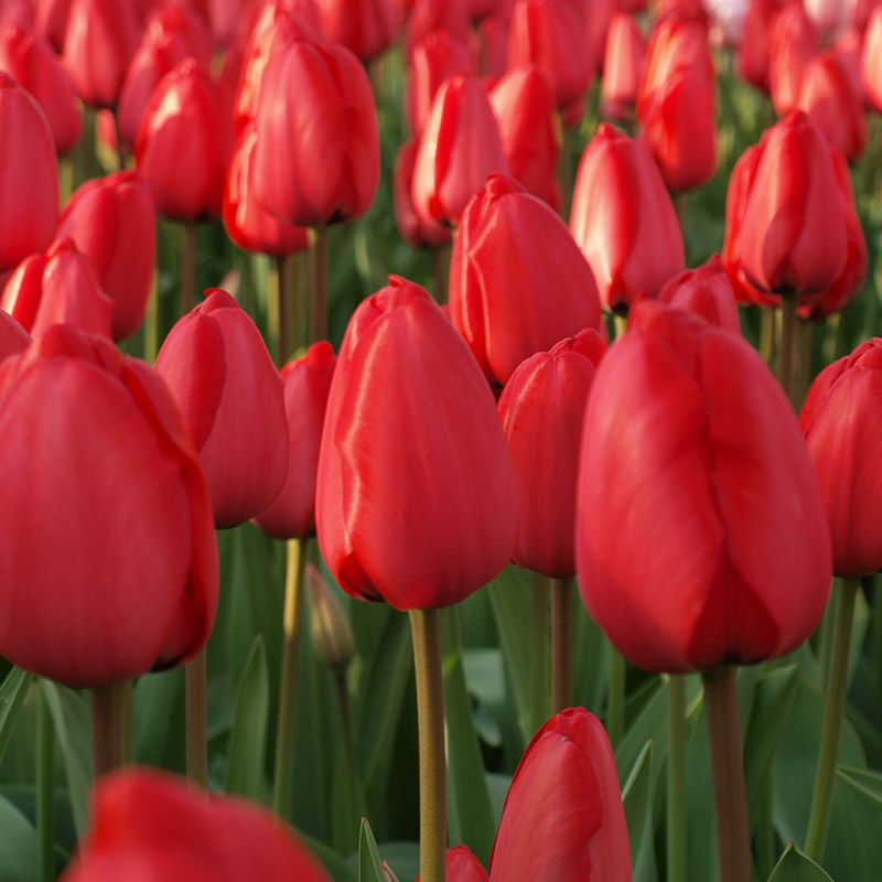 Tulip Flower Bulb Combo Pack| Buy online Tulip Combo Pack | Pack for 5 Pcs - Premium Flowering Bulb from Plantparadise - Just $495! Shop now at Plantparadise