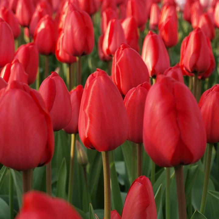 Tulip Flower Bulb Combo Pack| Buy online Tulip Combo Pack | Pack for 5 Pcs - Premium Flowering Bulb from Plantparadise - Just $495! Shop now at Plantparadise