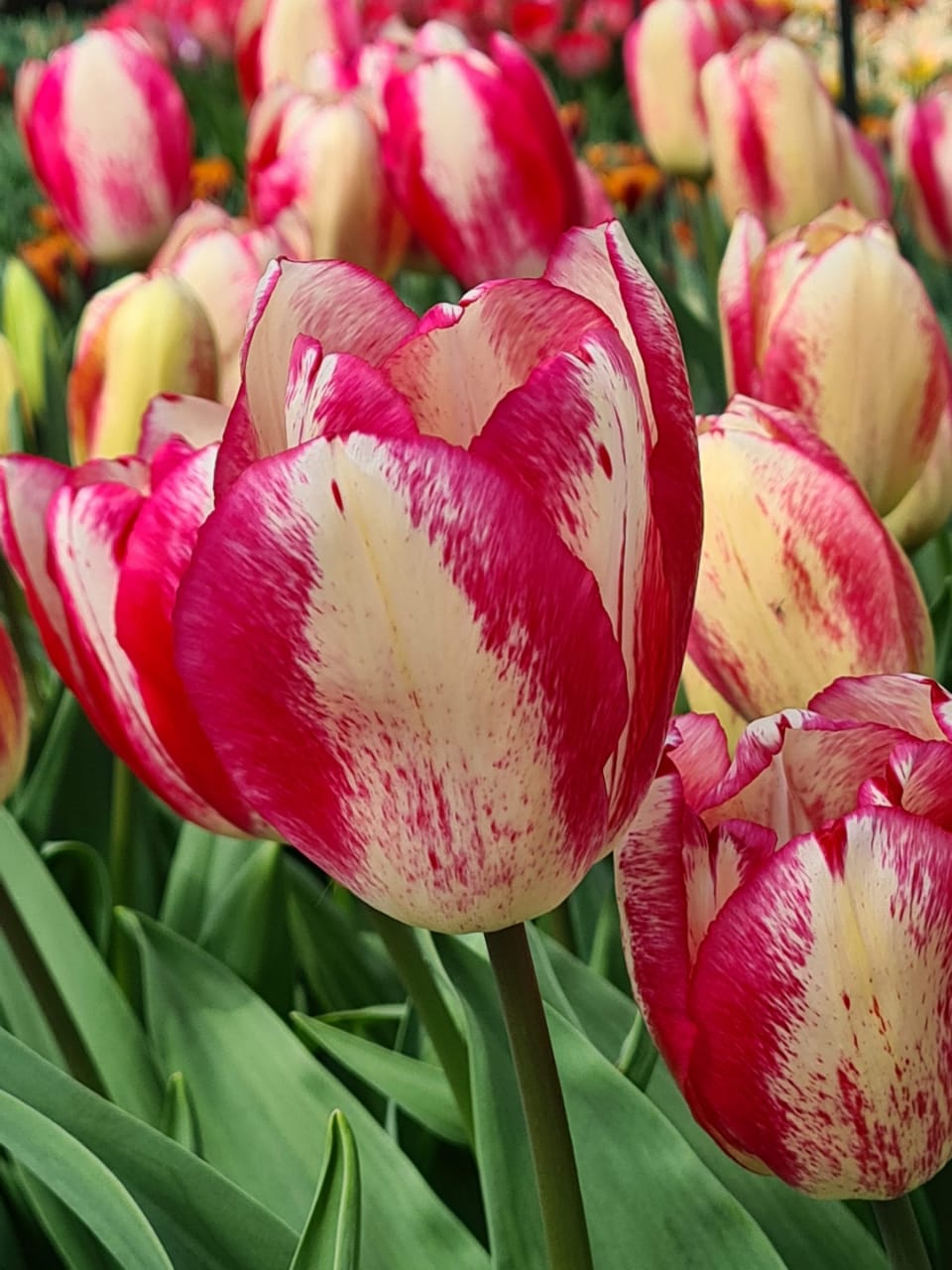 Tulip Flower Bulb Combo Pack| Buy online Tulip Combo Pack | Pack for 5 Pcs - Premium Flowering Bulb from Plantparadise - Just $495! Shop now at Plantparadise
