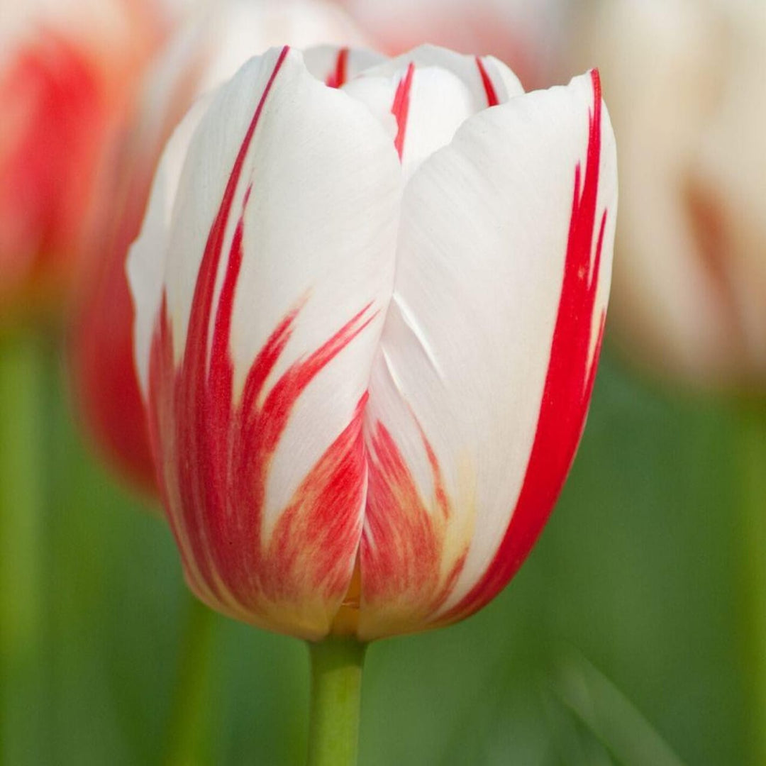 Tulip Flower Bulb Combo Pack| Buy online Tulip Combo Pack | Pack for 5 Pcs - Premium Flowering Bulb from Plantparadise - Just $495! Shop now at Plantparadise
