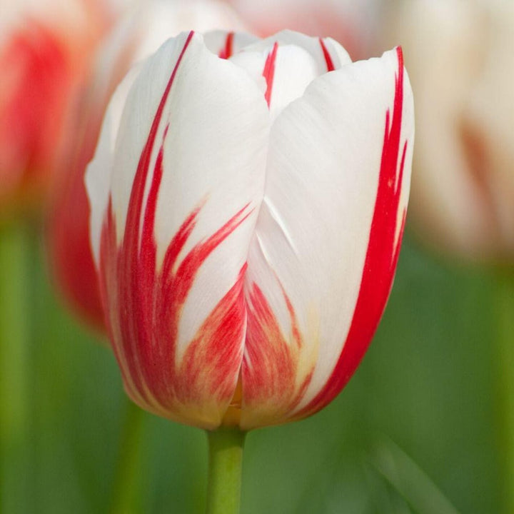Tulip Flower Bulb Combo Pack| Buy online Tulip Combo Pack | Pack for 5 Pcs - Premium Flowering Bulb from Plantparadise - Just $495! Shop now at Plantparadise