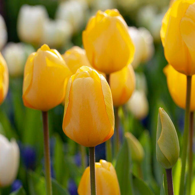 Tulip Flower Bulb Combo Pack| Buy online Tulip Combo Pack | Pack for 5 Pcs - Premium Flowering Bulb from Plantparadise - Just $495! Shop now at Plantparadise