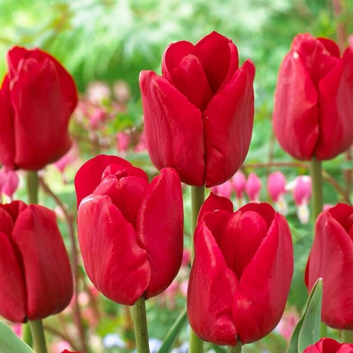 Tulip Flower Bulb Combo Pack| Buy online Tulip Combo Pack | Pack for 5 Pcs - Premium Flowering Bulb from Plantparadise - Just $495! Shop now at Plantparadise