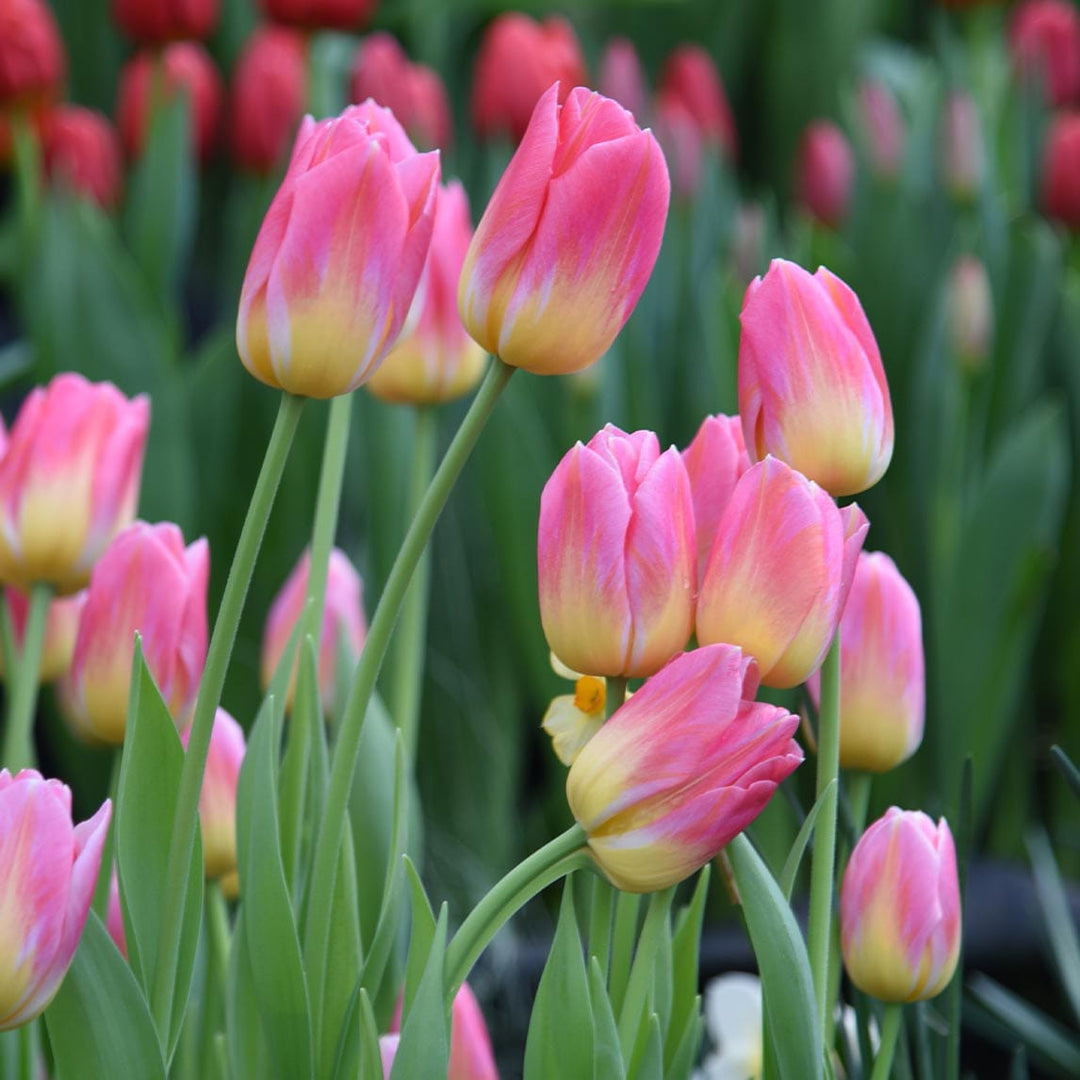 Tulip Flower Bulb Combo Pack| Buy online Tulip Combo Pack | Pack for 5 Pcs - Premium Flowering Bulb from Plantparadise - Just $495! Shop now at Plantparadise