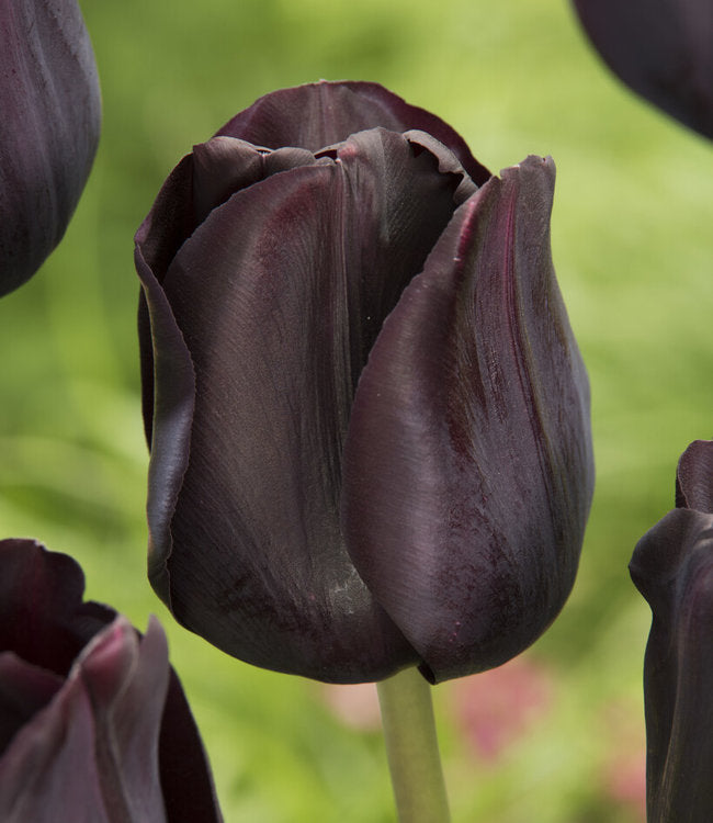 Tulip Flower Bulb Combo Pack| Buy online Tulip Combo Pack | Pack for 5 Pcs - Premium Flowering Bulb from Plantparadise - Just $495! Shop now at Plantparadise