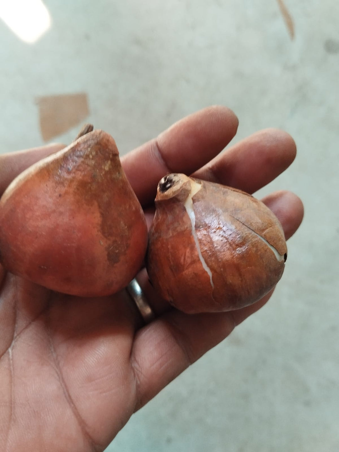 Tulip Flower Bulb Combo Pack| Buy online Tulip Combo Pack | Pack for 5 Pcs - Premium Flowering Bulb from Plantparadise - Just $495! Shop now at Plantparadise