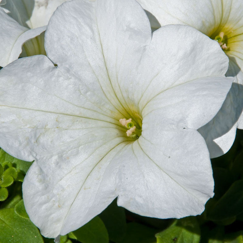 Petunia White - SEASONALS - Premium SEASONALS from Plantparadise - Just $285.00! Shop now at Plantparadise