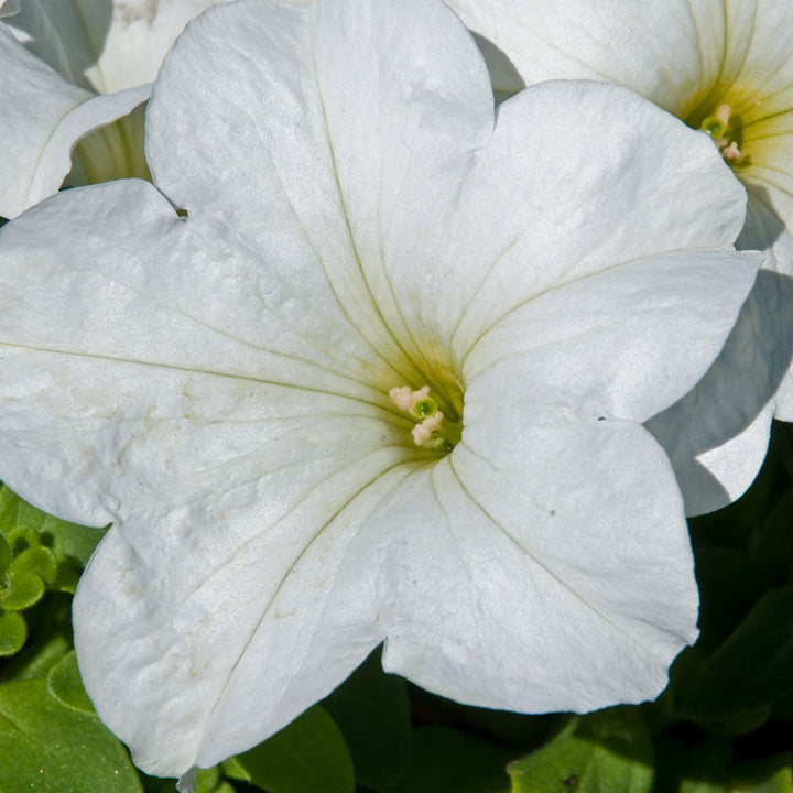 Petunia White - SEASONALS - Premium SEASONALS from Plantparadise - Just $285.00! Shop now at Plantparadise